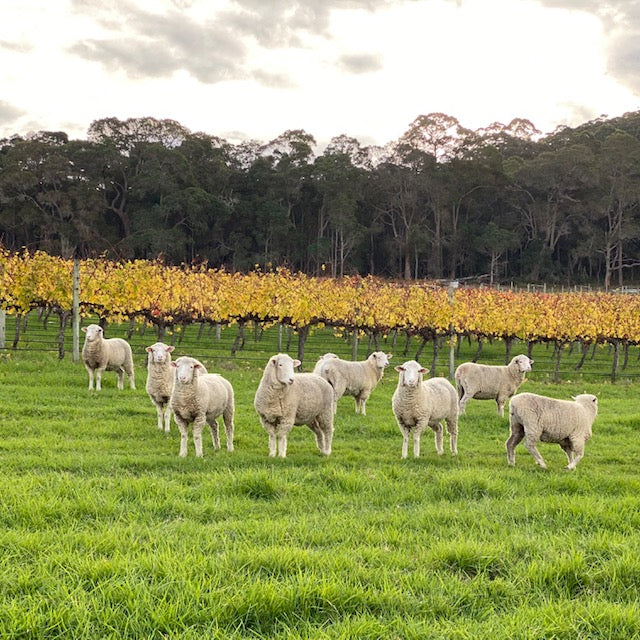 Sheep in Vineyard Duckett's Mill Wines